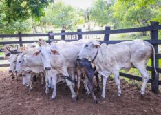 Programa Piauí +Genética já beneficia mais de 1.100 produtores em 103 municípios do estado