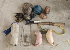 Polícia flagra grupo praticando caça ilegal na zona rural de Pio IX e apreende animais, armas e motocicleta adulterada