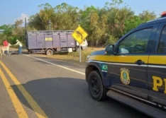 PRF retira 150 animais de rodovias federais do Piauí em janeiro