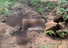 Ossada humana é encontrada na zona rural de Picos