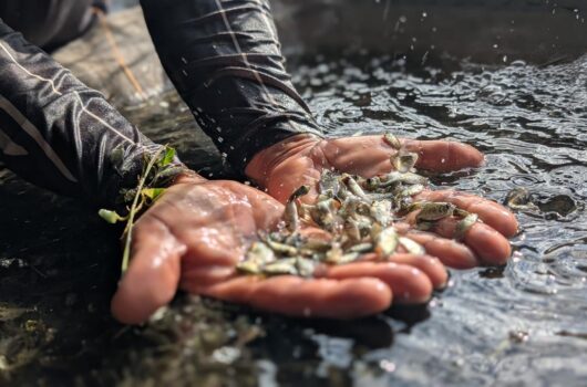 SAF realiza primeira entrega de alevinos do ano e beneficia agricultores familiares de quatro municípios piauienses