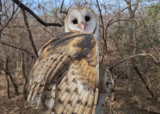 Semarh realiza primeira reintrodução de animais silvestres à natureza de 2026