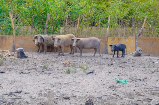 Governo do Estado intensifica ações para conter casos de Peste Suína Clássica no Piauí