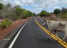 Nova lei prevê multa de até R$ 1,5 mil para proprietários de animais soltos em rodovias do Piauí