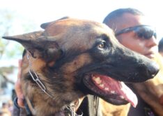Cão farejador K9 Colt morre em acidente e recebe homenagem em Parnaíba