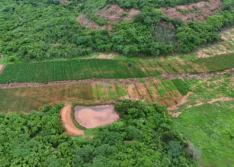 Polícias encontram plantação com cerca de 115 mil pés de maconha na zona rural de Vera Mendes
