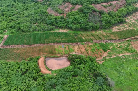 Polícias encontram plantação com cerca de 115 mil pés de maconha na zona rural de Vera Mendes