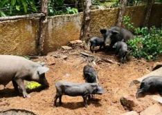 Adapi confirma foco de peste suína em Pedro II e sacrifica 17 porcos