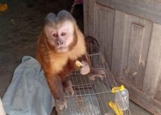 Secretaria de Meio Ambiente de Picos resgata macaco-prego e aves mantidos em cativeiro irregular