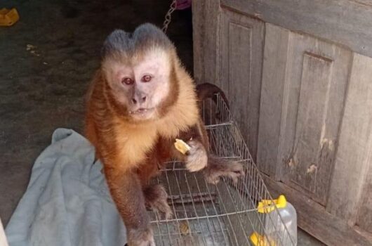 Secretaria de Meio Ambiente de Picos resgata macaco-prego e aves mantidos em cativeiro irregular