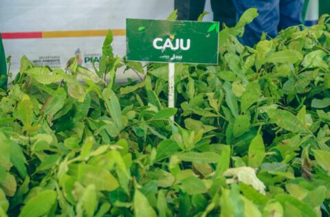 Piaui ultrapassa 3,6 milhões de mudas nativas e frutíferas distribuídas; o equivalente a mais de 3 mil campos de futebol