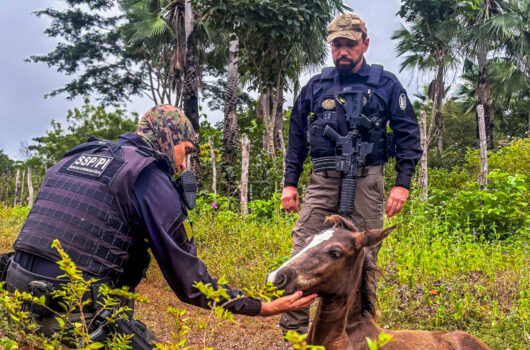 Operação porteira fechada reduz em mais de 50% mortes envolvendo acidentes com animais nas rodovias do Piauí