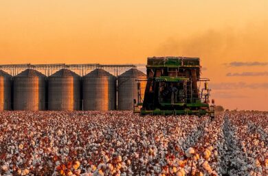 Piauí conquista o 3º lugar no ranking nacional de área plantada de algodão