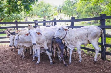 Governo torna obrigatório cadastro de marca do rebanho para reforçar controle sanitário no Piauí