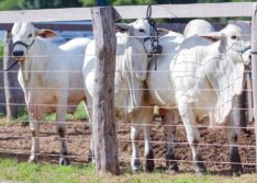 Produtores piauienses podem se inscrever no Programa Piauí + Genética para melhoria dos seus rebanhos
