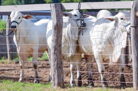 Produtores piauienses podem se inscrever no Programa Piauí + Genética para melhoria dos seus rebanhos