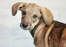 Caso de envenenamento de animais em Parnaíba chega a 32 mortes