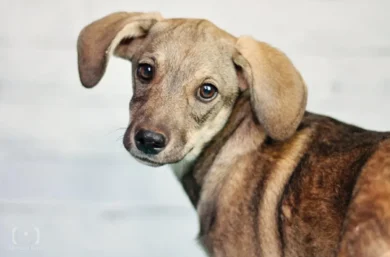 Caso de envenenamento de animais em Parnaíba chega a 32 mortes