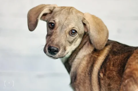 Caso de envenenamento de animais em Parnaíba chega a 32 mortes