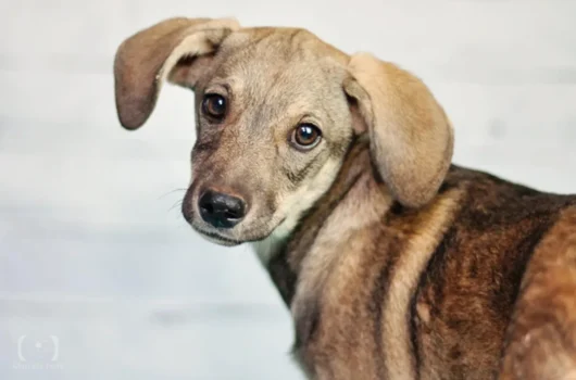 Caso de envenenamento de animais em Parnaíba chega a 32 mortes