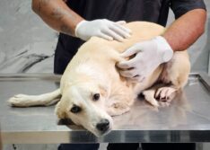 Prefeitura de Picos inicia castrações de animais em situação de rua