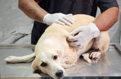 Prefeitura de Picos inicia castrações de animais em situação de rua