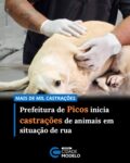 Teve início na manhã desta segunda-feira (25) a ação de castração de animais em situação de rua no município de Picos. Durante o primeiro dia, cerca de 20 animais foram castrados, com estimativa de 100 procedimentos até o fim da semana.

O cadastro é destinado a protetores independentes, cuidadores e responsáveis por animais em situação de rua. A ação busca contribuir para a saúde pública, além do controle populacional de cães e gatos no município.

Nas redes sociais, o prefeito de Picos, Pablo Santos, destacou a importância da iniciativa para a cidade.

“Serão mais de mil castrações de animais de rua, tanto gatos como cachorros. Isso é fruto da Prefeitura Municipal com parceria com o mandato do deputado Jadyel Alencar. A gente tá conseguindo realmente fazer história na nossa cidade. Quero parabenizar todos os protetores da nossa cidade”, enfatizou o prefeito.

As inscrições seguem abertas e podem ser feitas através de formulário online ou pelo WhatsApp da Secretaria de Proteção e Defesa Animal de Picos, pelo número (89) 2222-7069. Para a efetivação da ação, é necessária a mobilização de cidadãos envolvidos com a causa animal.

“A médio e longo prazo vai minimizar e diminuir o sofrimento dos animais que estão nas ruas. Nossos cadastros ultrapassaram os 200, então são pessoas que estão dispostas a nos ajudar com grande volume de animais, então a gente vai nos mobilizando para castrar o mais rápido possível. E reforço, de forma responsável e humanitária”, explica a secretária de Proteção e Defesa Animal de Picos, Victoria Bezerra.

O procedimento é minimamente invasivo e contribui para a redução da reprodução descontrolada, além de ajudar a evitar brigas e acidentes envolvendo animais nas ruas.