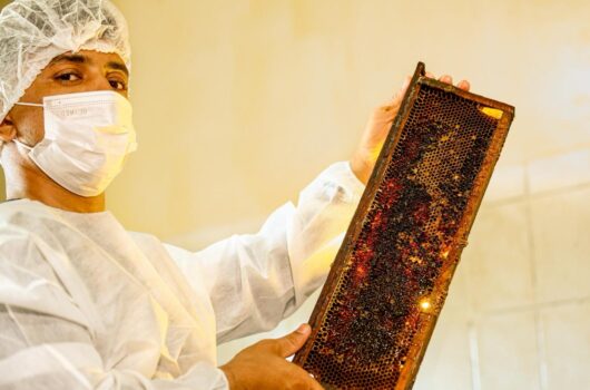 Do sertão para o mundo: produção de mel no Piauí transforma realidade de agricultores familiares com aumento das exportações