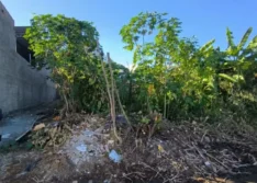 Homem de 38 anos é encontrado morto com tiro na cabeça em terreno baldio em Floriano