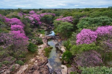 Florada dos ipês transforma Cânion do Rio Poti e impulsiona turismo em um dos maiores santuários arqueológicos das Américas