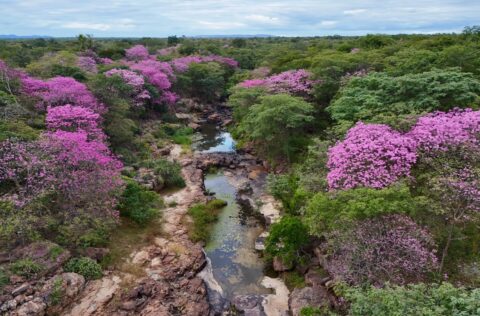 Florada dos ipês transforma Cânion do Rio Poti e impulsiona turismo em um dos maiores santuários arqueológicos das Américas