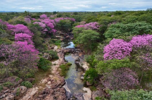 Florada dos ipês transforma Cânion do Rio Poti e impulsiona turismo em um dos maiores santuários arqueológicos das Américas