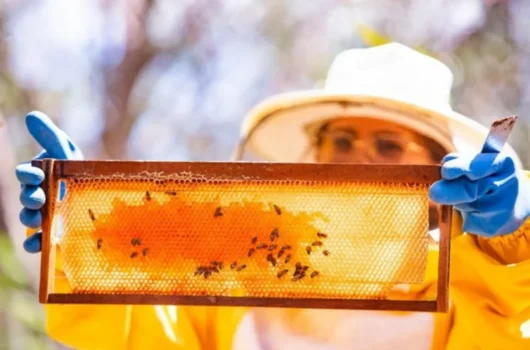 Nova lei dispensa licença para criadores de até 50 colmeias e regulamenta mercado de abelhas nativas no Piauí