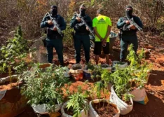 Polícia Militar apreende 77 mudas de maconha e armas durante operação em São Raimundo Nonato