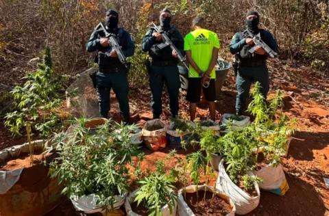 Polícia Militar apreende 77 mudas de maconha e armas durante operação em São Raimundo Nonato