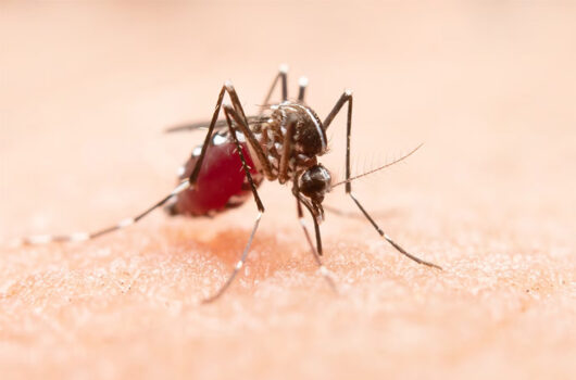 Piauí chega a 15 mortes por dengue no ano; Teresina concentra 43% dos casos