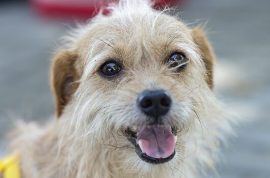 Alepi analisa seis projetos em defesa dos animais