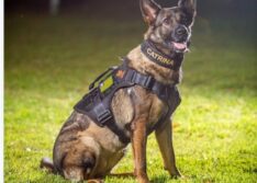 Morre primeira cadela policial da Polícia Civil do Piauí, K9 Catrina