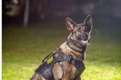 Morre primeira cadela policial da Polícia Civil do Piauí, K9 Catrina