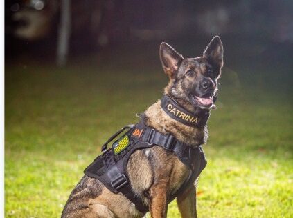 Morre primeira cadela policial da Polícia Civil do Piauí, K9 Catrina
