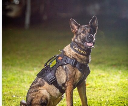 Morre primeira cadela policial da Polícia Civil do Piauí, K9 Catrina